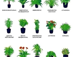 Проект «Всей семьей»: какие растения вы выращиваете у себя дома?